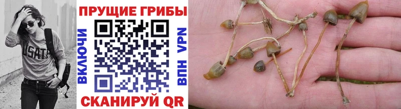 Галлюциногенные грибы Psilocybe  Сатка 